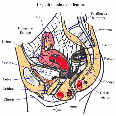 SchÃ©ma anatomie femme