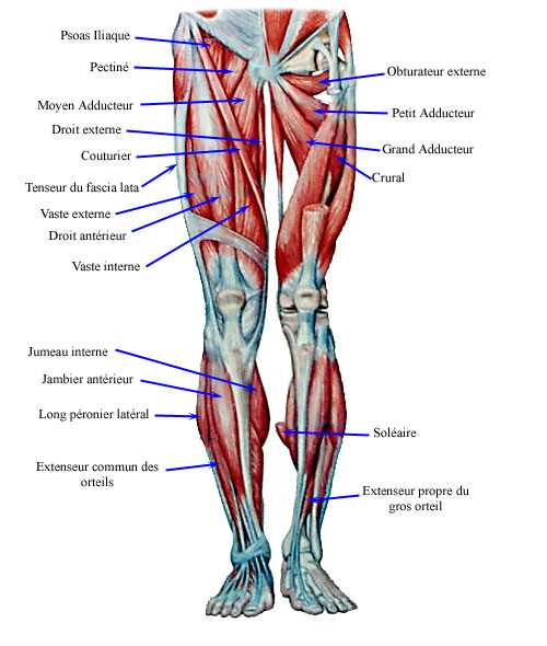 quad muscle panorama