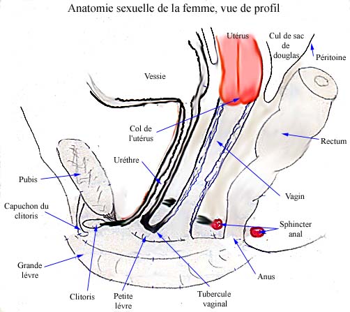 Anatomie du petit bassin de la femme